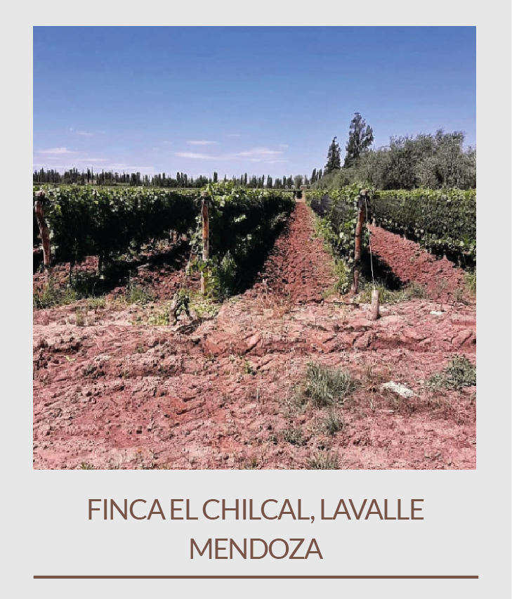 viñedos-08